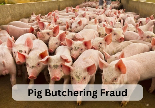 Pig Butchering Fraud and Cyber Law